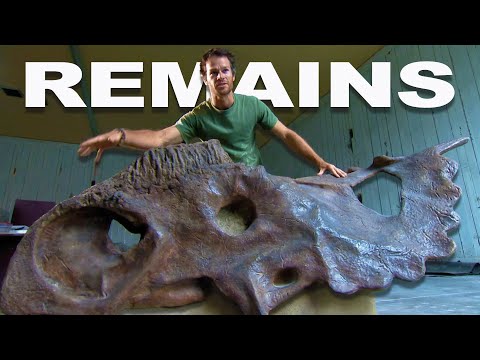 The Great Fossil Race: Uncovering Prehistoric Dinosaur Bones | Dino Hunt | Real Wild