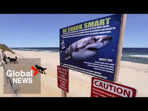 Great white shark sightings increasing along Canada’s east coast