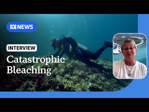 Scientists warn of catastrophic coral bleaching on Great Barrier Reef | ABC News