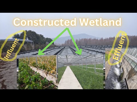 Treatment wetland: Constructed Wetland for Nutrients removal