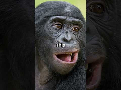 Mind Reading Apes! Bonobos Outsmart Us