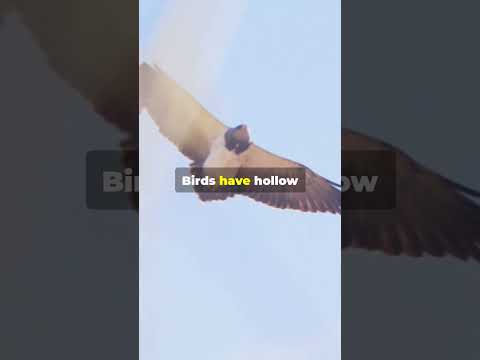 What Would Happen if Humans Suddenly Grew Wings?