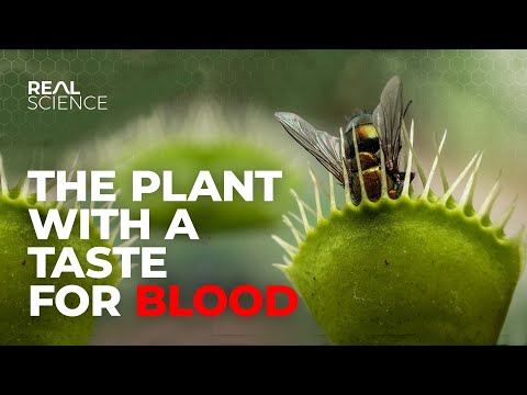 The Insane Biology of: The Venus Flytrap