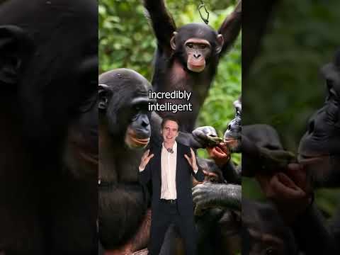 Bonobos Are Smarter Than You Think! 🧠🐵