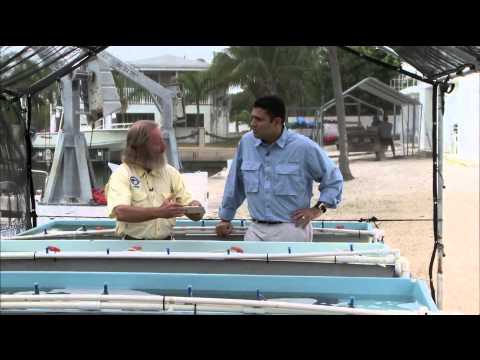 Giving dead reefs new life with fast-growing corals