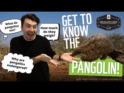 Meet the pangolin: Amazing facts about Earth’s unique scaley mammal