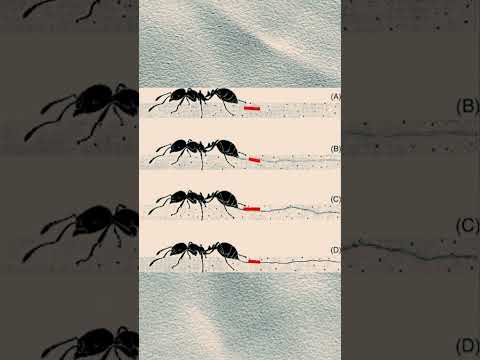 Ants&#039; Secret Code to Communicate