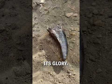 Unearthing a T-rex tooth! 🦷🦖 - 🎥 duranosaur