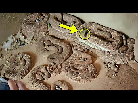 🤯Diver Makes Unbelievable Discovery Beneath The Waves But What He Finds Will Leave You Speechless!😱🌊