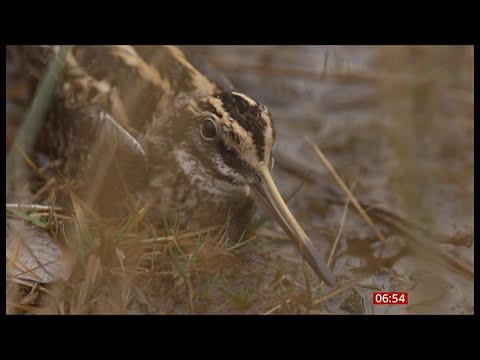Tiny GPS trackers show rare bird&#039;s epic journey (Jack Snipe) (UK/Global) 20/Jan/2025