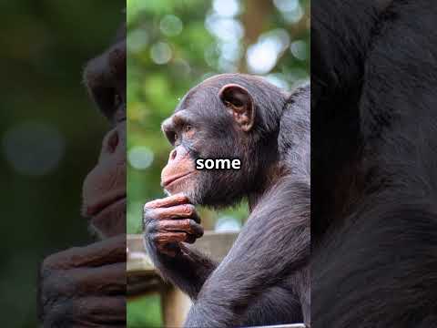5 Mind Blowing Chimpanzee Facts You Wont Believe!