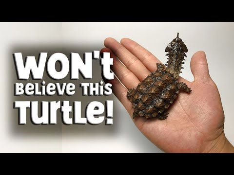 The Mata Mata Turtle: A Master of Disguise in South America