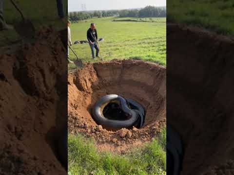 Two men accidentally discovered a giant python in their garden #animals #shorts