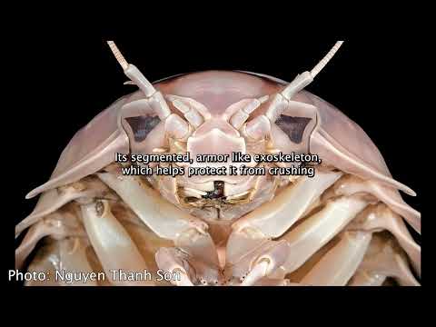 Bathynomus vaderi