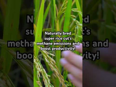 New rice strain developed cutting methane production and boosting yields in China