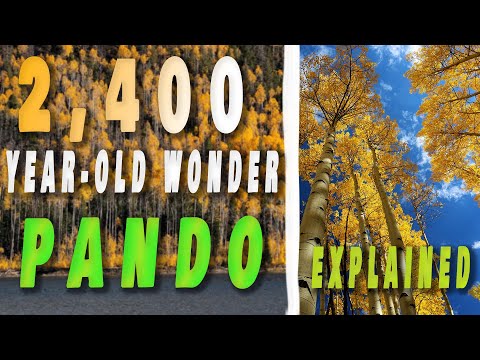 The Largest Living Organism: Pando – Nature’s Giant in Utah