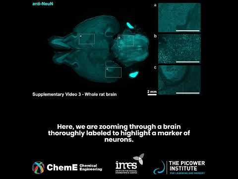 Ultrafast protein labeling of tens of millions of densely packed cells in organ-scale tissues
