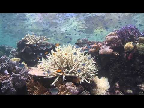 DEAD? DYING? or DISTORTED TRUTH? - THE GREAT BARRIER REEF