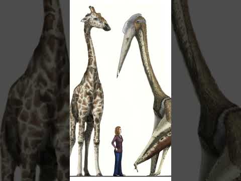 Did a Crocodile Bite a Pterosaur 76 Million Years Ago? #viralvideo #trendingnow #trend #trending