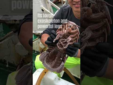 Darth Vader Vibes Supergiant Sea Bug Discovered 🤔 #shorts #youtubeshorts #viral