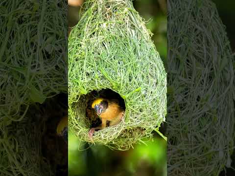 12 Tips for Creating a Bird Paradise in Your Backyard! 🕊️🕊️
