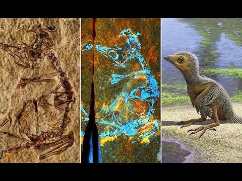 127 million year old baby bird fossil sheds light on avian evolution