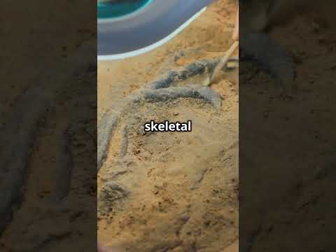 Dinosaur Bones Hold AMAZING Secrets