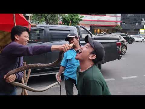 Dangerous Giant King Cobra Eating of Jakarta | Indonesian Street Food | Biggest King Cobra