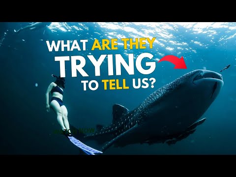 The Secret Language of Whales