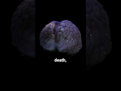 Your brain still works after death