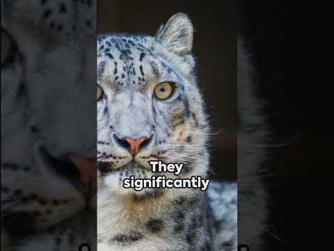 The Hidden Secrets of Snow Leopards Revealed #facts