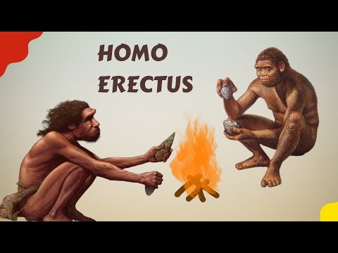 Uncovering the Mysterious History of Homo Erectus| Our Ancient Ancestors