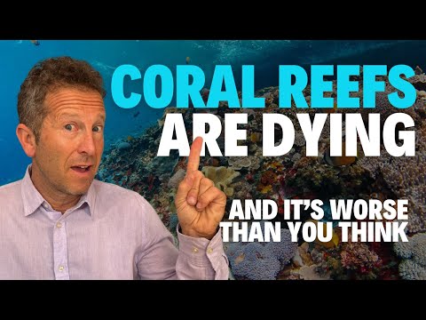 The Coral Reef Bleaching Crisis is WORSE Than You Think