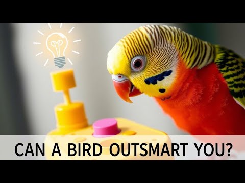 Birds Think Differently: Here&#039;s How | How Intelligent Birds Are?