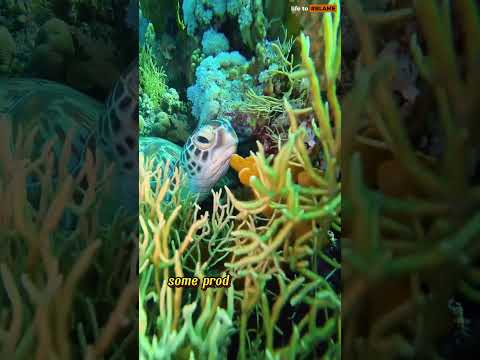 The Hidden Cities Beneath the Waves 🐠🌊 #CoralReefs