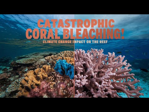 &quot;Great Barrier Reef Coral Bleaching 2024: Catastrophic Impact of Climate Change on Australia&quot;